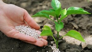 Навіщо добрива