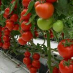 Вирощування томатів