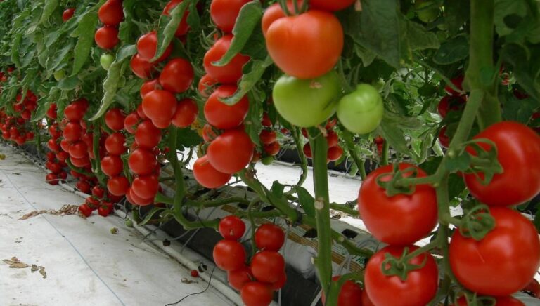 Вирощування томатів