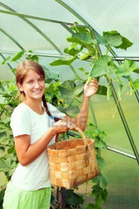 Збір врожаю у теплиці